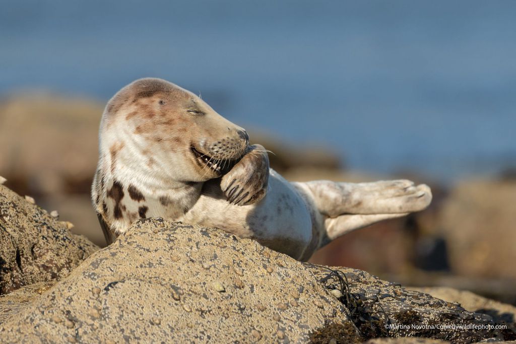 Dia Bicho Estas S O As Fotos De Animais Mais Hil Rias De