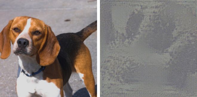 Seria uma foto de um cachorro ou a imagem de abuso sexual infantil? O NeuralHash apontaria que seriam iguais, comentam usuários no GitHub(Imagem: Dxoigmn/GitHub)