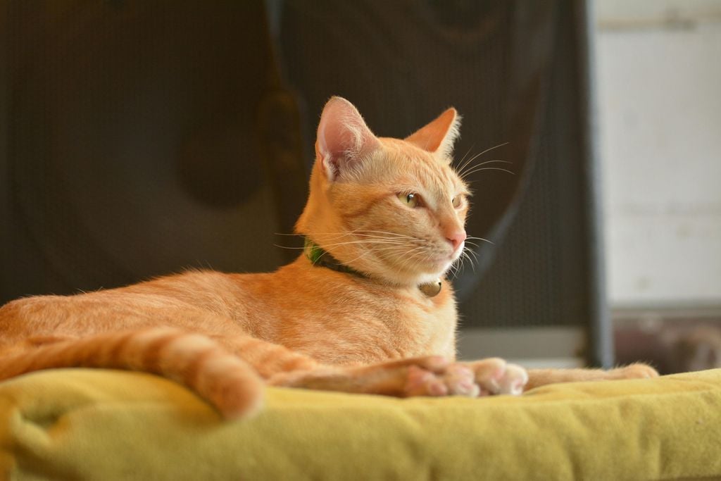 gato olhando para o horizonte, enquanto está na cama