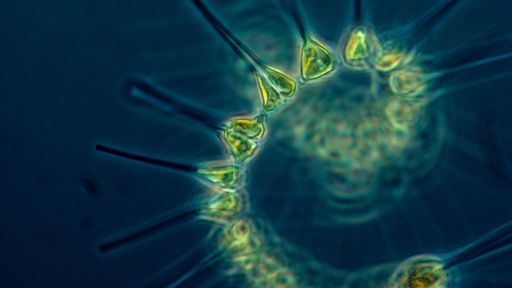 Como os plânctons podem ajudar a enfrentar —  ou impedir —  a próxima pandemia?