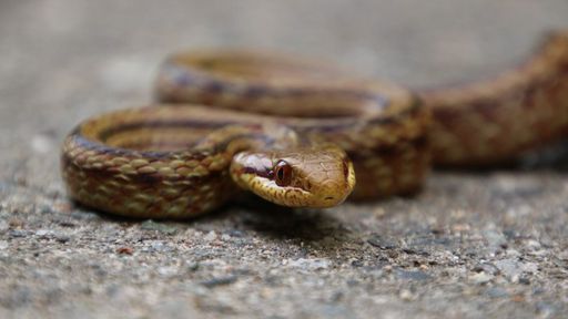 Cobras "radioativas" são usadas para fazer mapeamento ambiental de Fukushima