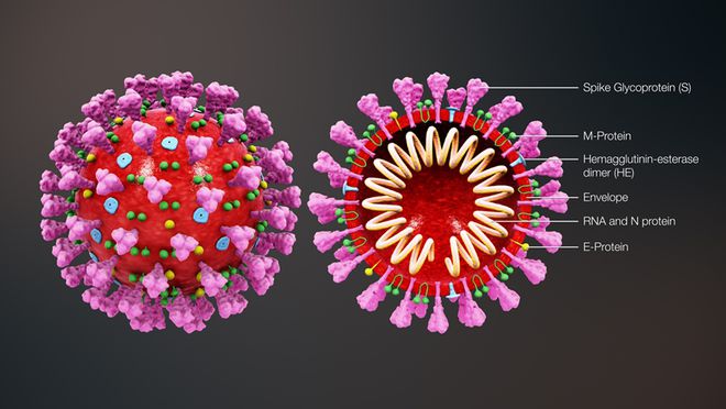 Coronavírus, arma biológica? A ciência mostra que não