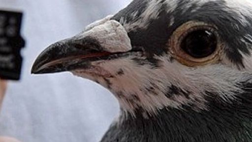 África do Sul: pombo-correio entrega dados mais rápido que a banda larga do país