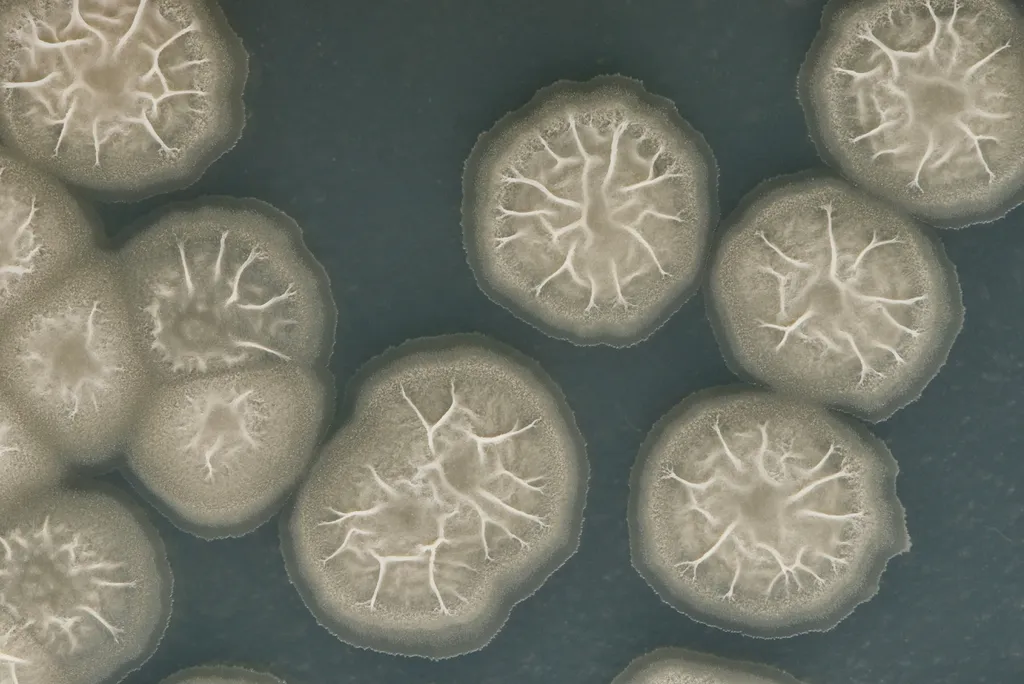 Molécula recém-descoberta combate mais de 300 tipos de bactérias resistentes (Imagem: twenty20photos/envato)