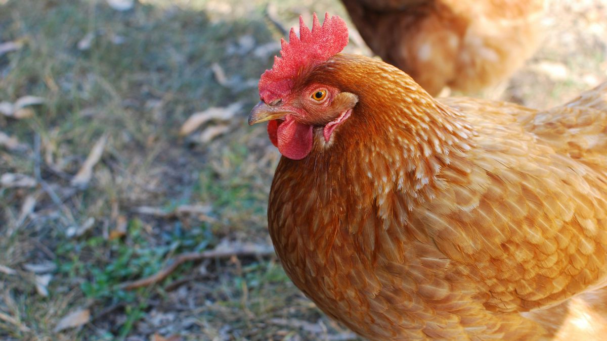 EUA quer que gripe aviária se espalhe entre aves; ação pode gerar nova pandemia