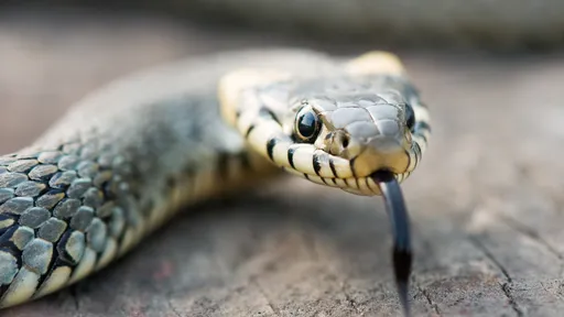 Cobras podem se reconhecer através de sentidos químicos, segundo estudo