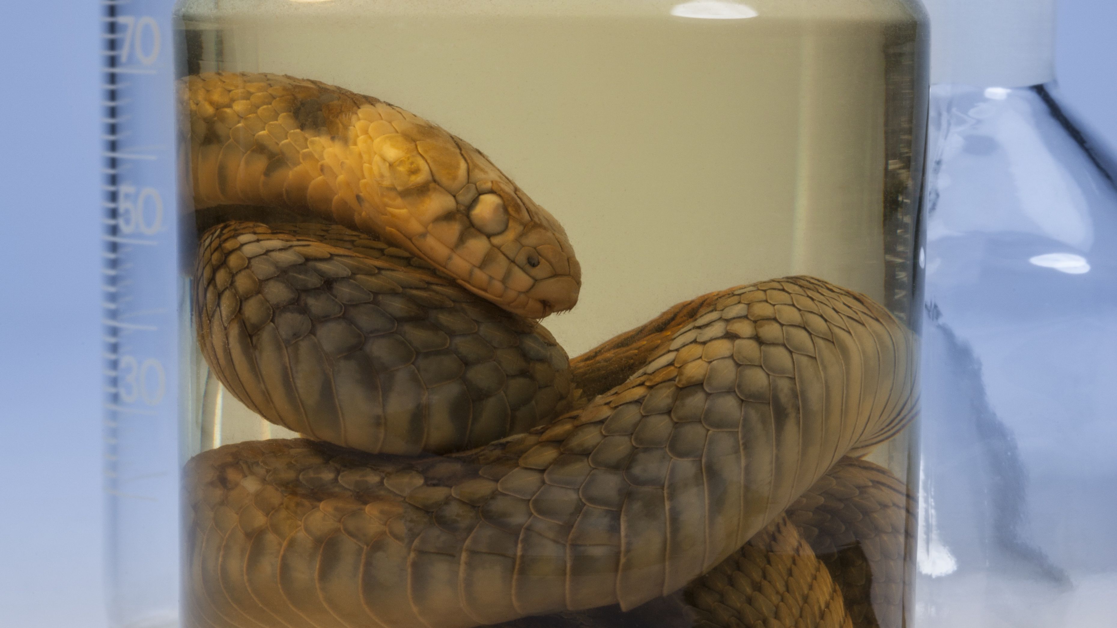 Museu - O curioso caso do animal que parece cobra, tem nome de