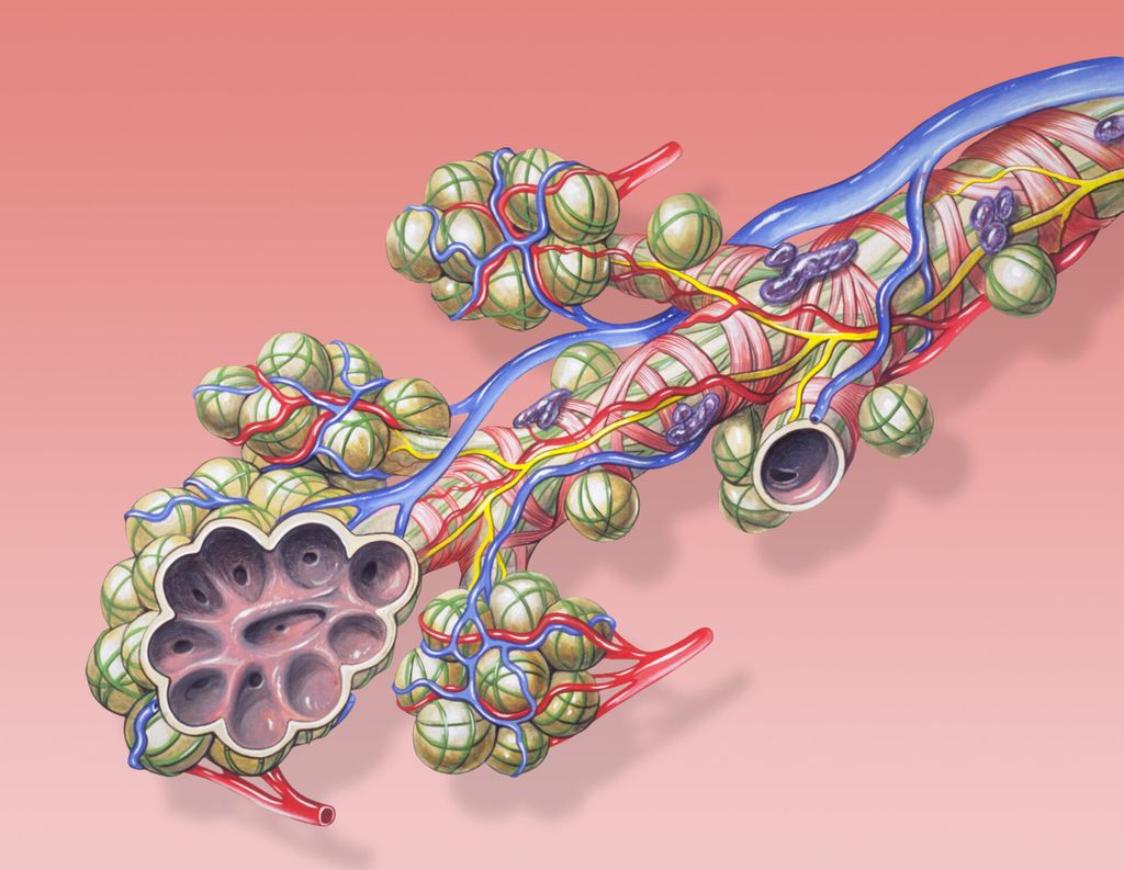 Linfomas como o de Hodgkin são cânceres que afetam o sistema linfático, responsável por combater doenças e germes entre outras funções corporais (Imagem: Patrick Lynch/Yale University School of Medicine)