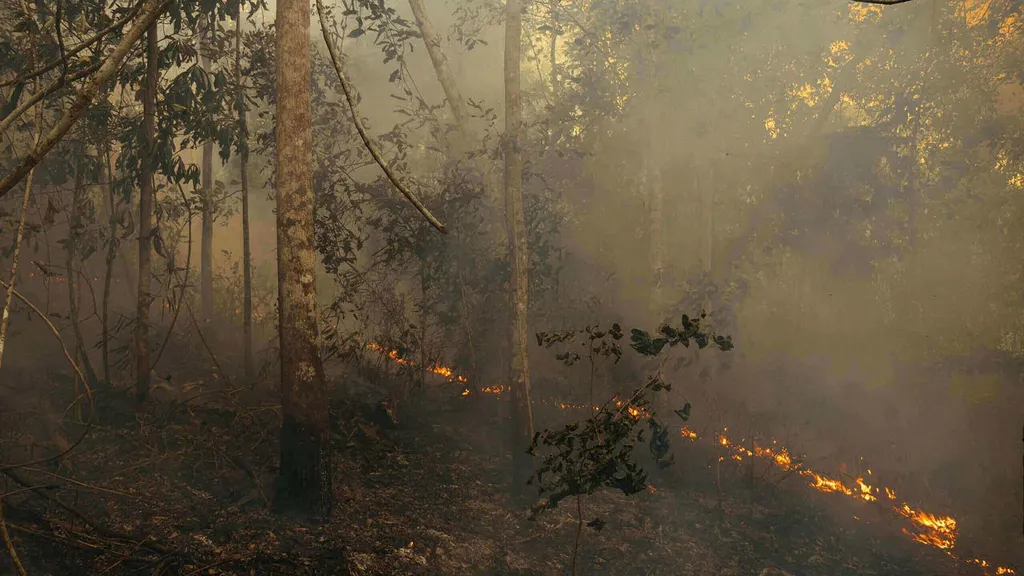 A degradação e as queimadas em florestas como a Amazônia estão entre os aceleradores do aquecimento global considerados pelos cientistas ( Imagem: Adam Ronan/Rede Amazônia Sustentável)