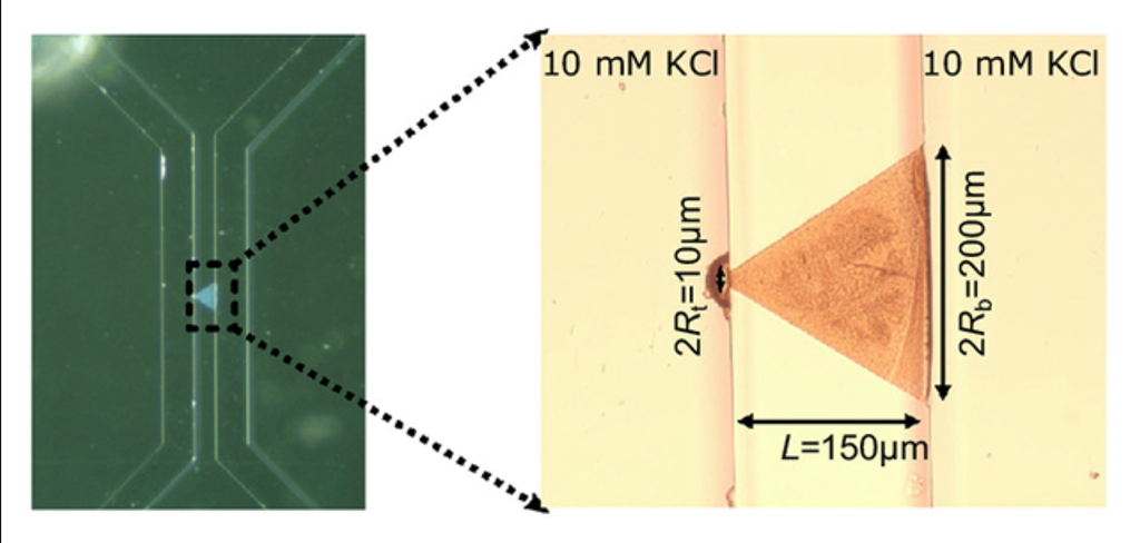 Esquema de como funciona o memristor e a simulação de uma sinapse em um meio de água e sal (Imagem: Utrecht University)