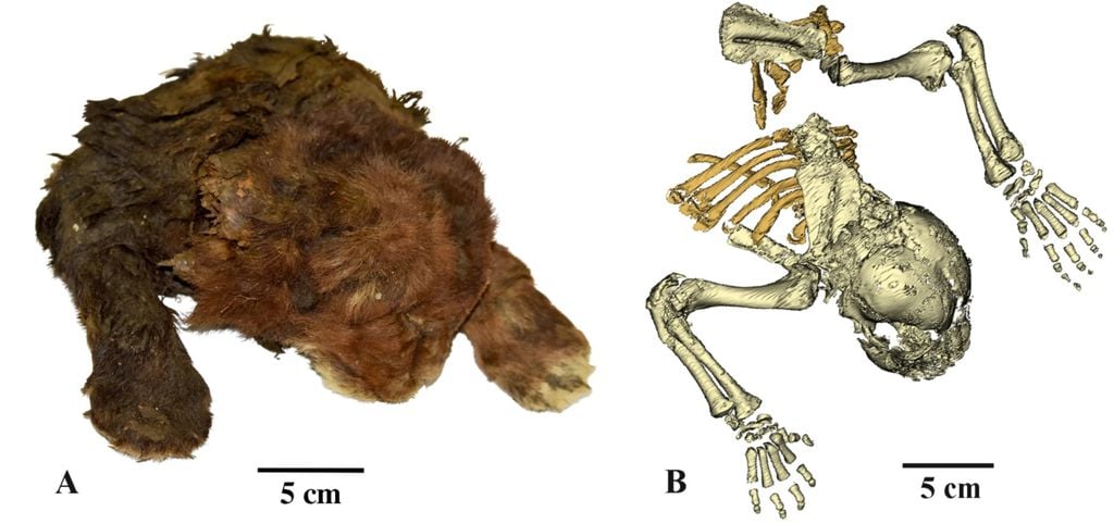 À esquerda, a cabeça e torso do tigre-dentes-de-sabre mumificado, e à direita, um modelo 3D de seu esqueleto gerado a partir de uma tomografia computadorizada (Imagem: Lopatin et al./Scientific Reports)