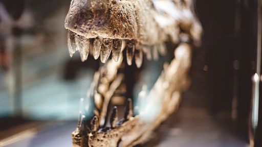 Arqueologia e paleontologia: qual a diferença?