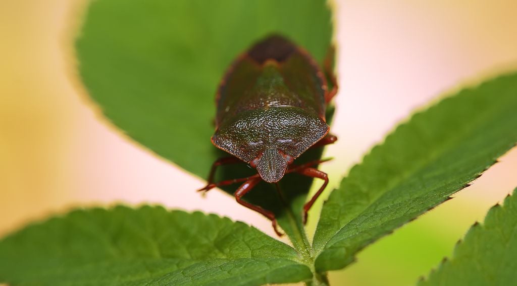 Os percevejos não ameaçam os humanos com doenças diretamente, mas podem causar irritações e infecções na pele após mordidas (Imagem: Pilat666/Envato)