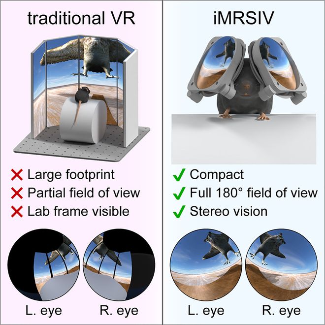 Demonstração de como funciona o aparelho de realidade virtual para camundongos — projetando imagens que cobrem 180º de seu campo de visão, garantindo uma simulação completa do ambiente (Imagem: Pinke et al./Neuron)