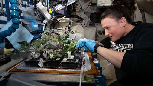 NASA testará técnica para reduzir o estresse em plantas cultivadas no espaço