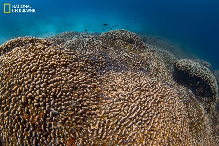 maior coral do mundo submerso