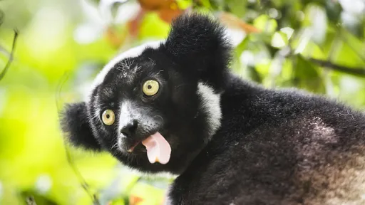 Lêmures Indri podem cantar com ritmo, bem semelhante aos humanos; ouça!