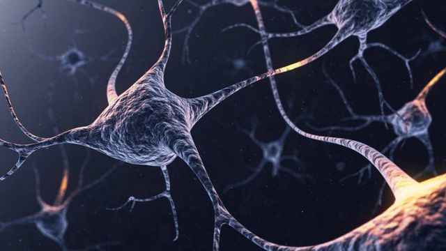 Cientistas criam nervos humanos funcionais em laboratório