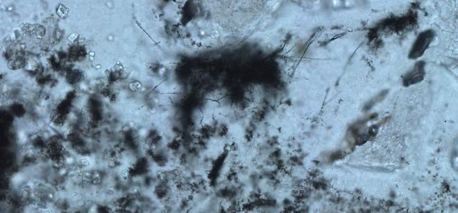 Imagem dos microfósseis filamentosos, obtida em microscópio óptico (Imagem: Reprodução/B. Cavalazzi)