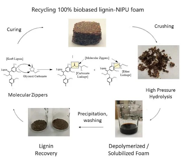 Ciclo de vida da nova espuma vegetal baseada em lignina. A espuma de NIPU (poliuretano sem isocianato) pode ser reciclada, diferentemente do poliuretano tradicional (Imagem: Srikanth Pilla, CC BY-ND)