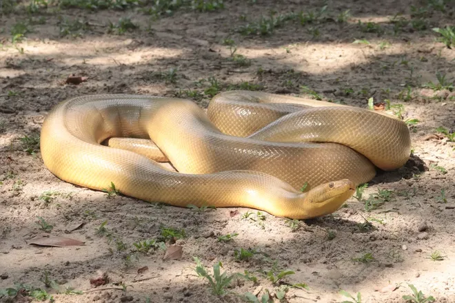 Anaconda amarela mutante, com xantismo (Imagem: Meneses et al., 2022/Herpetological Review)