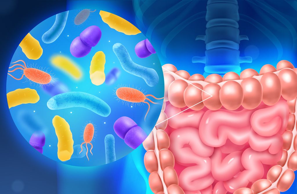 Feridas na pele podem bagunçar o microbioma intestinal (Imagem: macrovector/freepik)