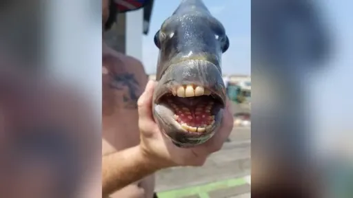 Pescadores dos EUA encontram peixe com "dentes humanos"