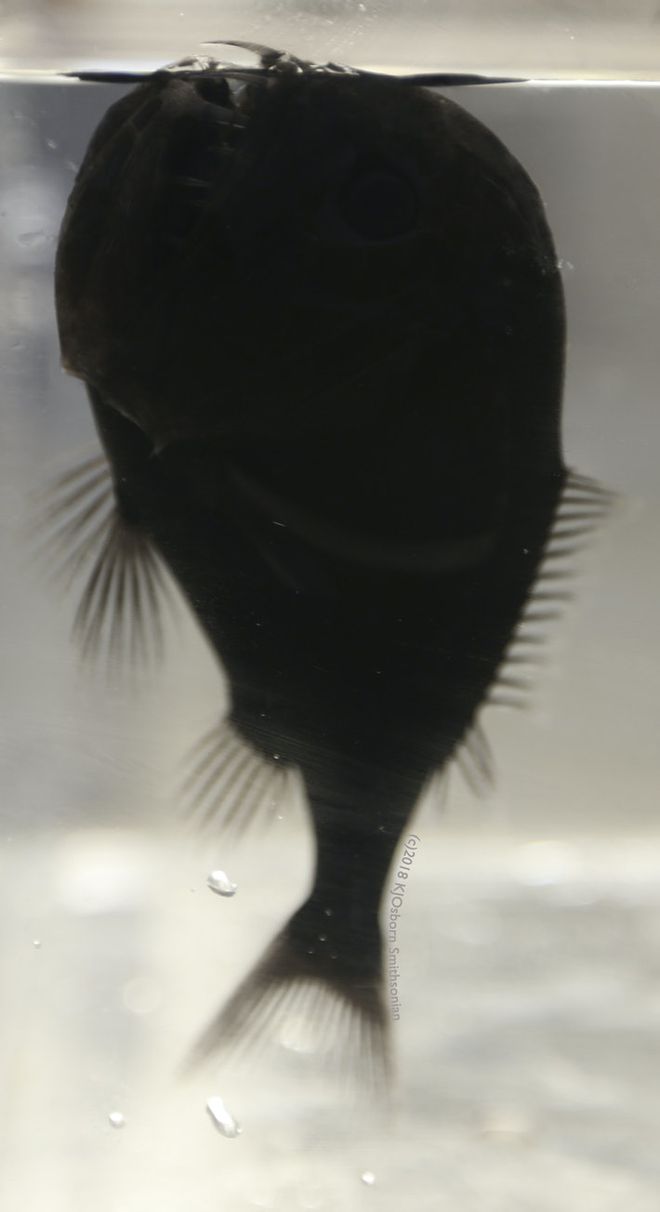 Cientistas encontram um dos materiais mais escuros do mundo em pele de peixe