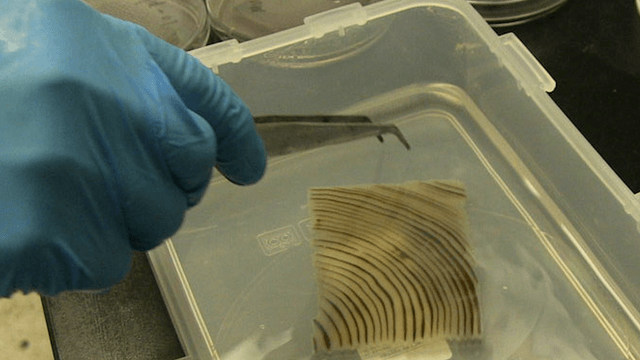 Cientistas criam madeira transparente que pode substituir plásticos e vidros