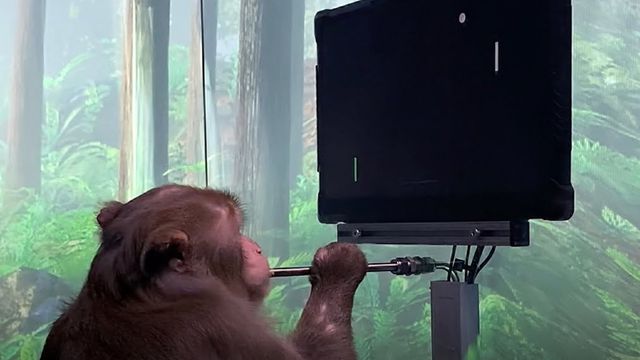 CT News - 09/04/2021 (Primeiro macaco a jogar Pong com o cérebro)