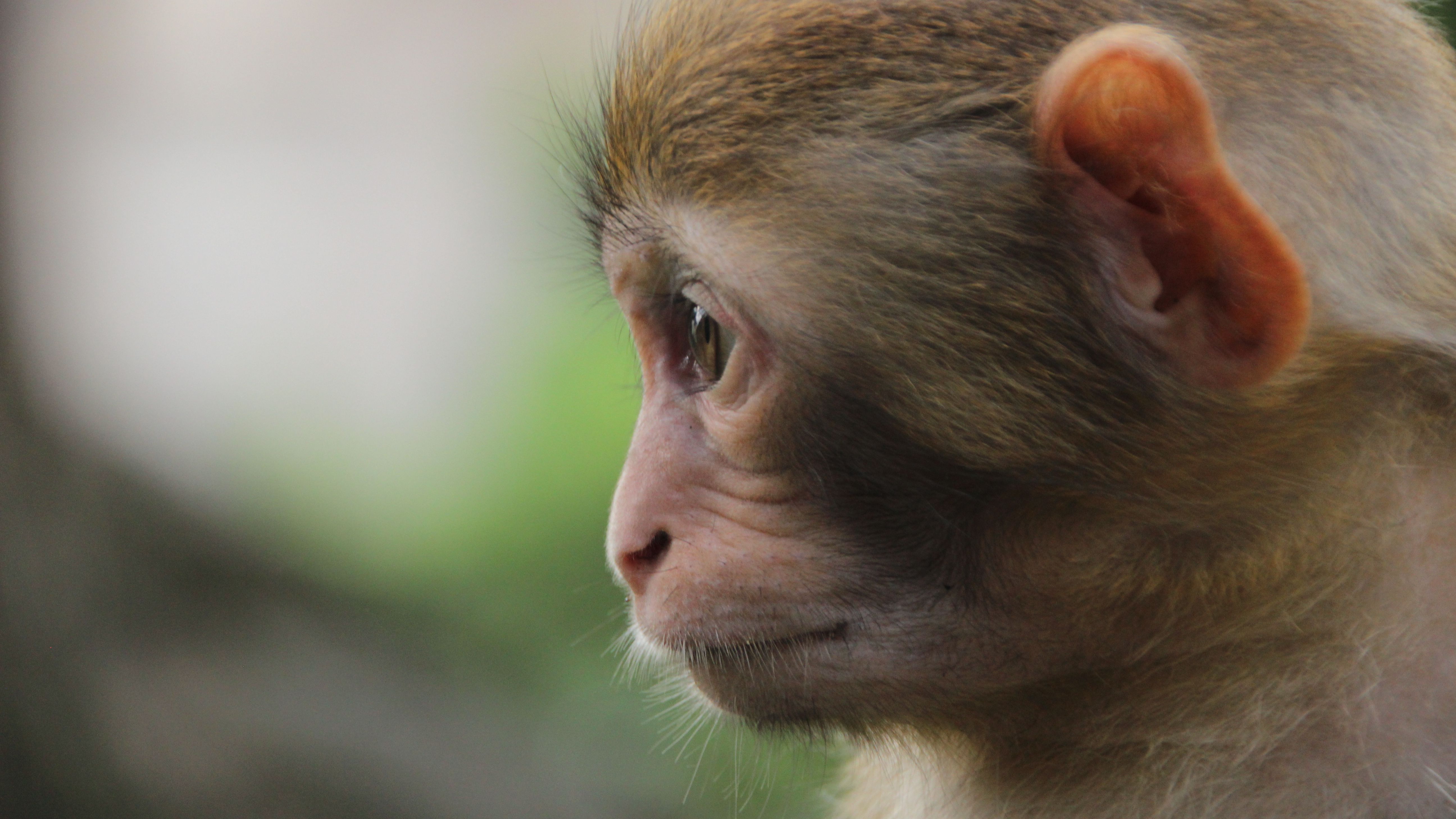 Macaco quimera nasce após experimento com células-tronco