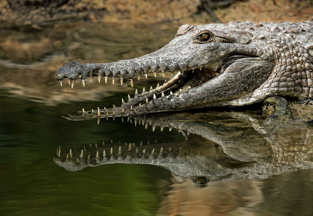 Crocodilos matam mil pessoas por ano (Imagem: David Clode/Unsplash)