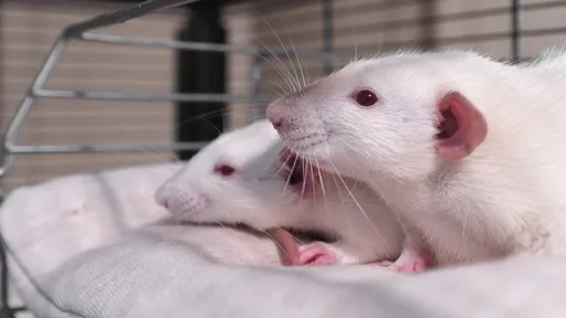 Ratos fazem amizade, sentem empatia e ajudam outros quando "farejam" o perigo