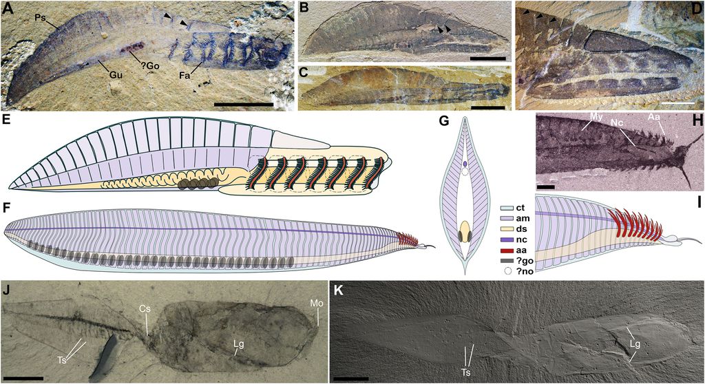 Aproximação de como seria o corpo e os órgãos da pikaia (Imagem: Mussini et al./Current Biology)