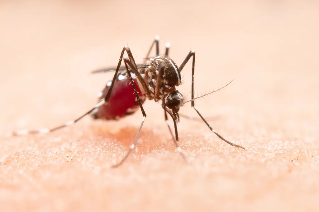 Mosquito Anopheles, vetor da malária (Imagem: jcomp/Freepik)