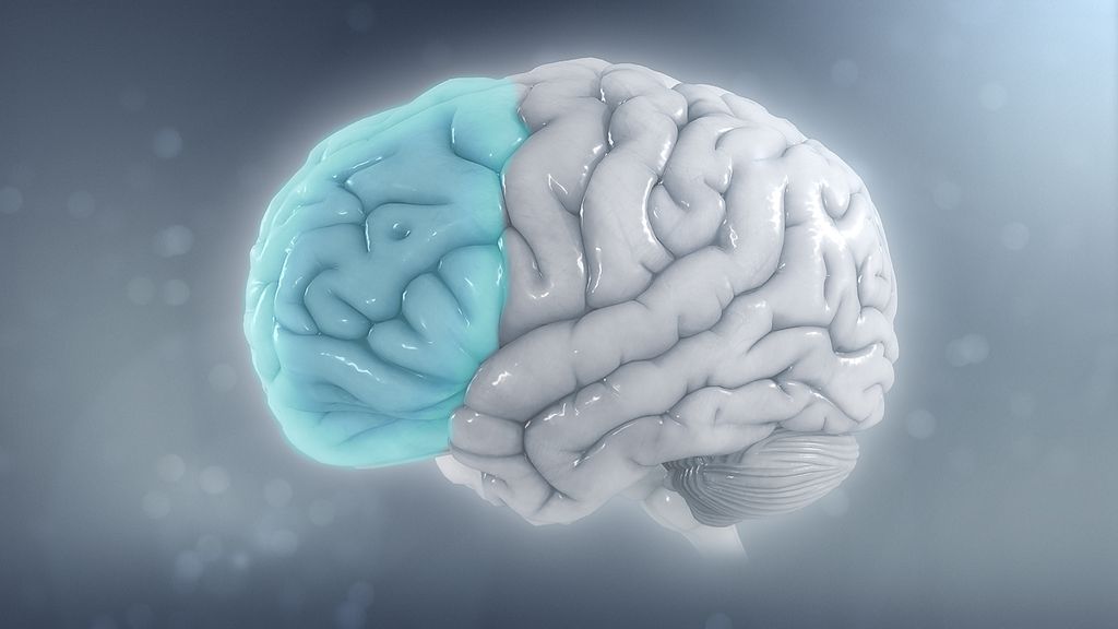 Implante no cérebro permite que homem bilíngue volte a falar dois idiomas, após AVC (Imagem: Scientific Animations/Wikimedia Commons)