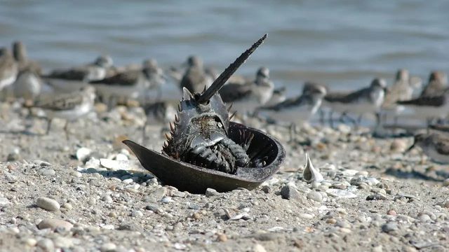 U.S. Fish and Wildlife Service Northeast Region