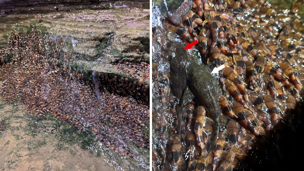 Peixes bagre-abelha Peixes bagre-abelha
