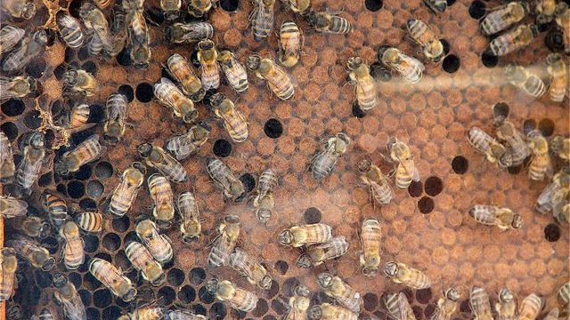 Robôs abelhas são construídos para polinização artificial nos Estados Unidos  