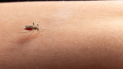 Graças a uma bactéria, casos de dengue despencaram em experimento na Indonésia
