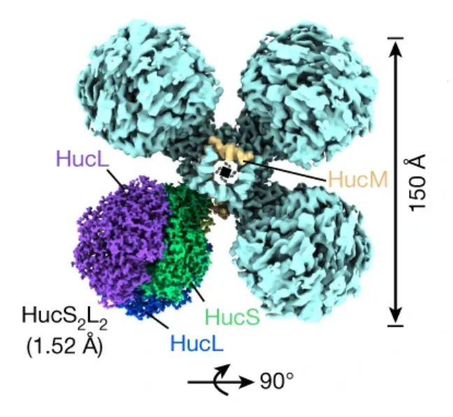 Representação da enzima Huc, capaz de converter hidrogênio do ar em eletricidade (Imagem: Reprodução/Grinter et al. via Nature)