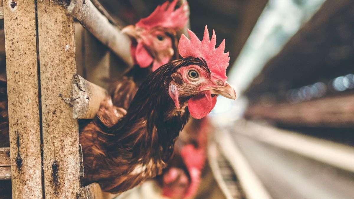 O que é gripe aviária? Saiba mais sobre a influenza, doença viral que afeta aves