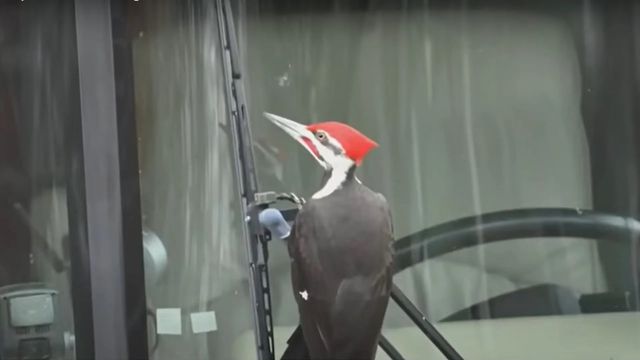 Reprodução/NBC10 Boston/Youtube