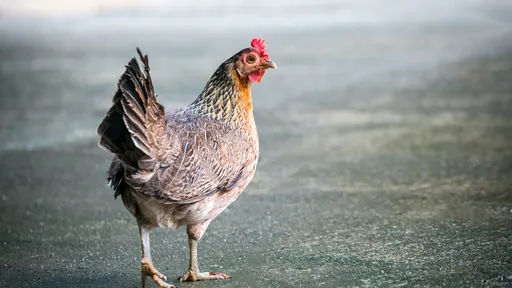 China afirma que encontrou coronavírus em frango importado do Brasil