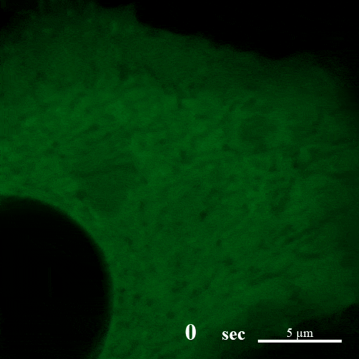Proteínas CAHS formando filamentos em formato de teia de aranha em células humanas cultivadas em laboratório sob desidratação (Imagem: Tanaka et al./PLOS Biology)