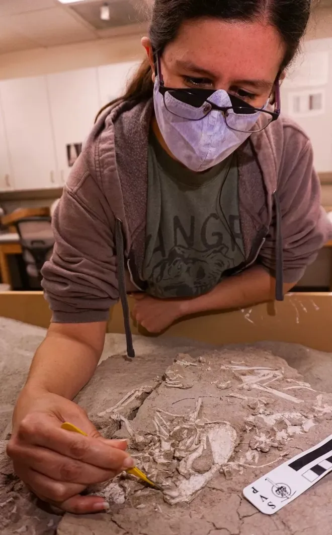 Amanda Linn, assistente de curadoria do Museu, trabalhando no fóssil do Archeocyon (Imagem: Cypress Hansen/Museu de História Natural de San Diego)
