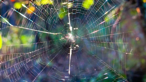 Este vídeo de aranha tecendo em time-lapse é tudo o que você precisa ver hoje