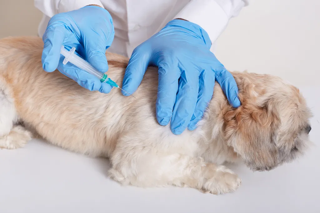 Nu futuro, vacinas contra a covid-19 para cachorros e gatos podem estar disponíveis (Imagem: User18526052/Freepik)