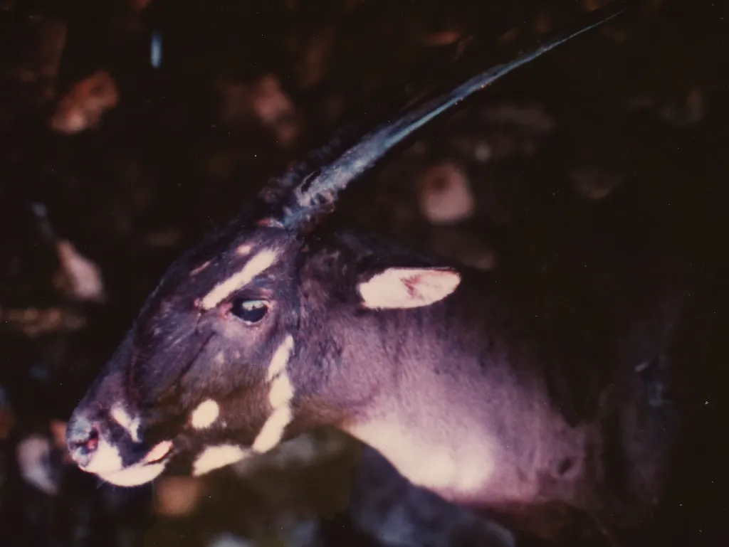 Saola, bovino ameaçado de extinção, em uma de suas raras fotografias na natureza (Bill Robichaud/Global Wildlife Conservation/CC-BY-2.0)