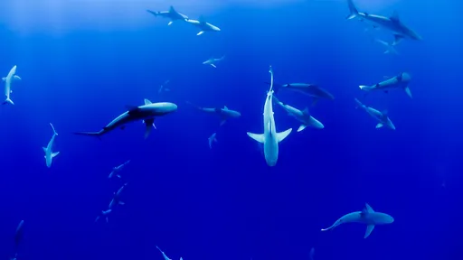 Saiba o que são baleias, tubarões e a "hierarquia submarina" do mercado cripto